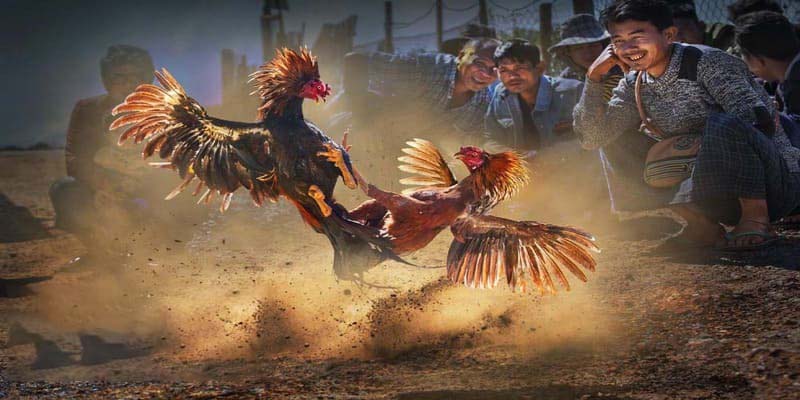 Go99 là nơi hội tự những chiến kê nòi có khả năng chiến đấu xuất sắc