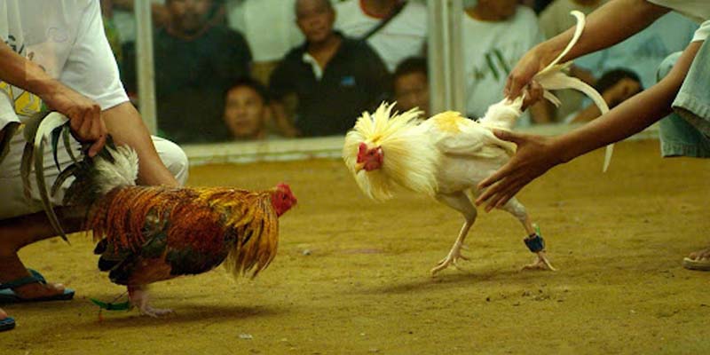 Đá gà đòn Go99 mang phong cách truyền thống của Việt Nam