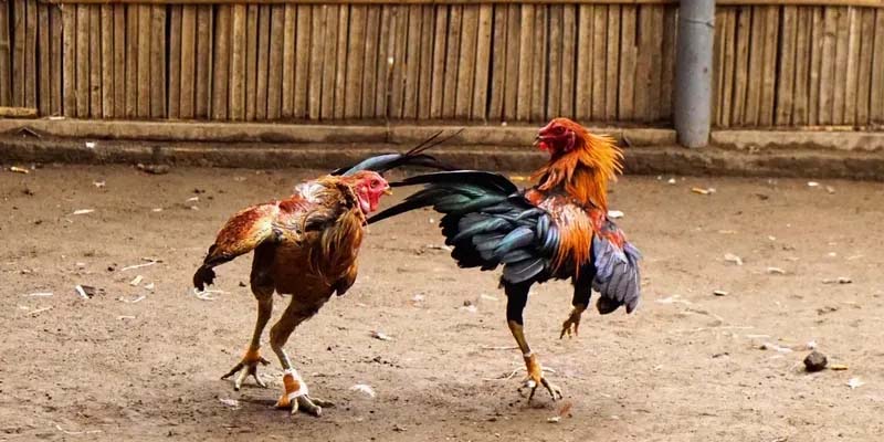 Đá gà Go99 là sân chơi cá cược hấp dẫn nhất 2025
